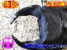�y�����ɑ��z�{6.8���ÒJ�Y����71mm�����߱
