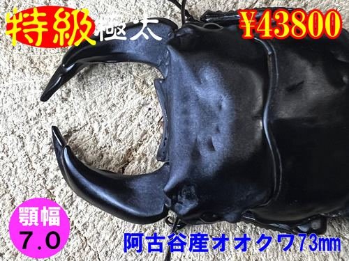 �y�����ɑ��z�{7.0���ÒJ�Y����73mm�����߱