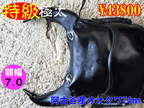 �y�����ɑ��z�{7.0���ÒJ�Y����74mm�����߱