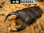 YIINK^@ε^yNOSE84.7z