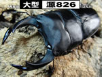 ��^�y��826�z����
