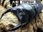 国産オオクワガタ　大型【YGF844】血統