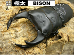 �ɑ��yBISON�z����