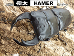 �ɑ��yHAMER�z����