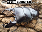 ��^�ɑ��yLOBSTER�z����