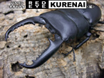�p�������I�I�q���^�@RED EYE�yKURENAI�z����