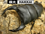 �ɑ��yHAKKAI�z����